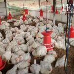 how to start a poultry business in India