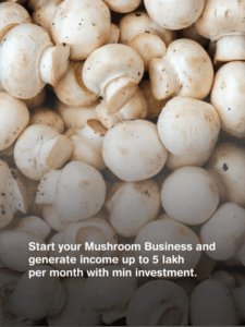 Start your Mushroom Business and generate income up to 5 lakh per month with min investment.