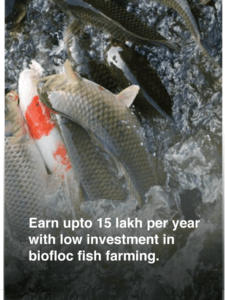 Earn upto 15 lakh per year with low investment in biofloc fish farming.
