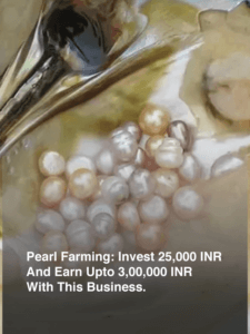 Pearl Farming: Invest 25,000 INR And Earn Upto 3,00,000 INR With This Business.